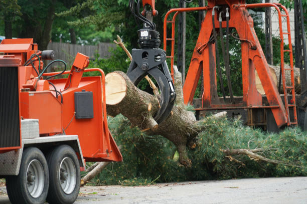 How Our Tree Care Process Works  in  Paynesville, MN