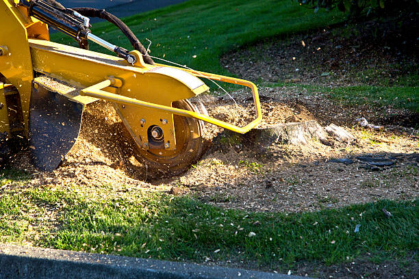 Trusted Paynesville, MN Tree Removal Experts